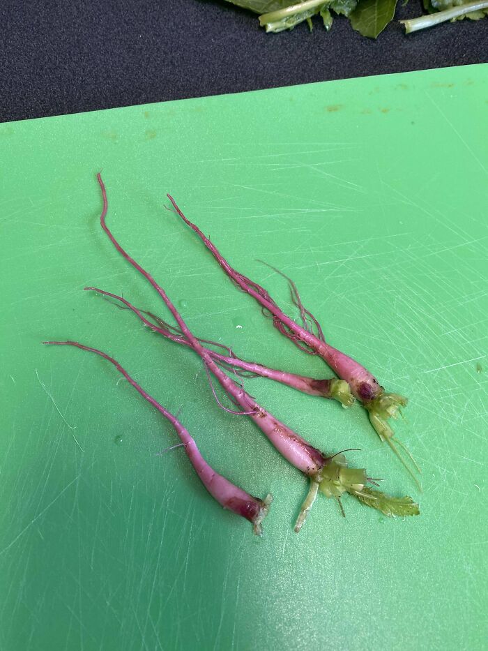 Behold!! Radish!!