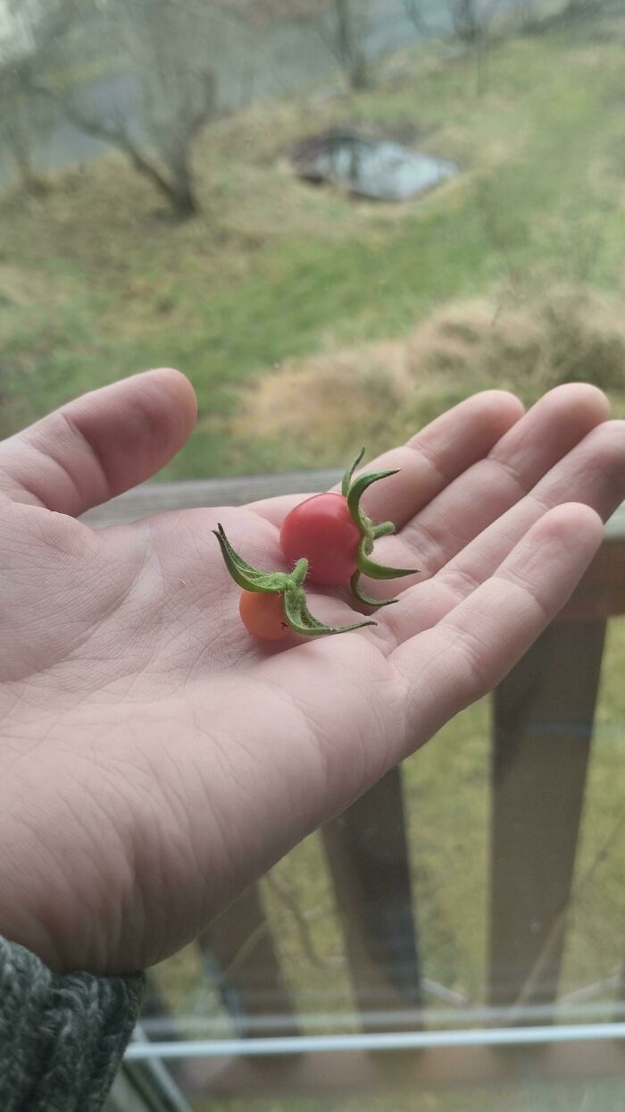 Did Someone Want To Make A Marinara Sauce?