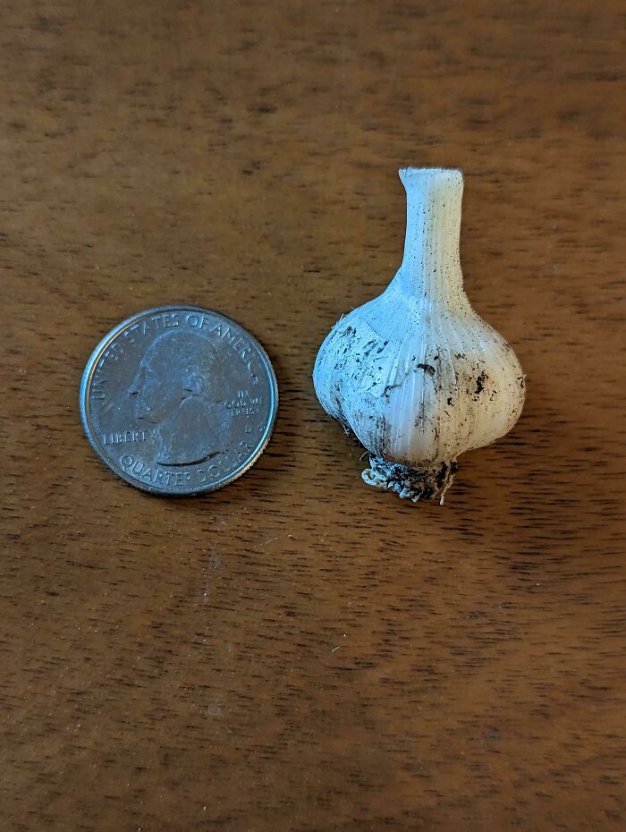 First Crack At Growing Garlic Was A Rousing Success