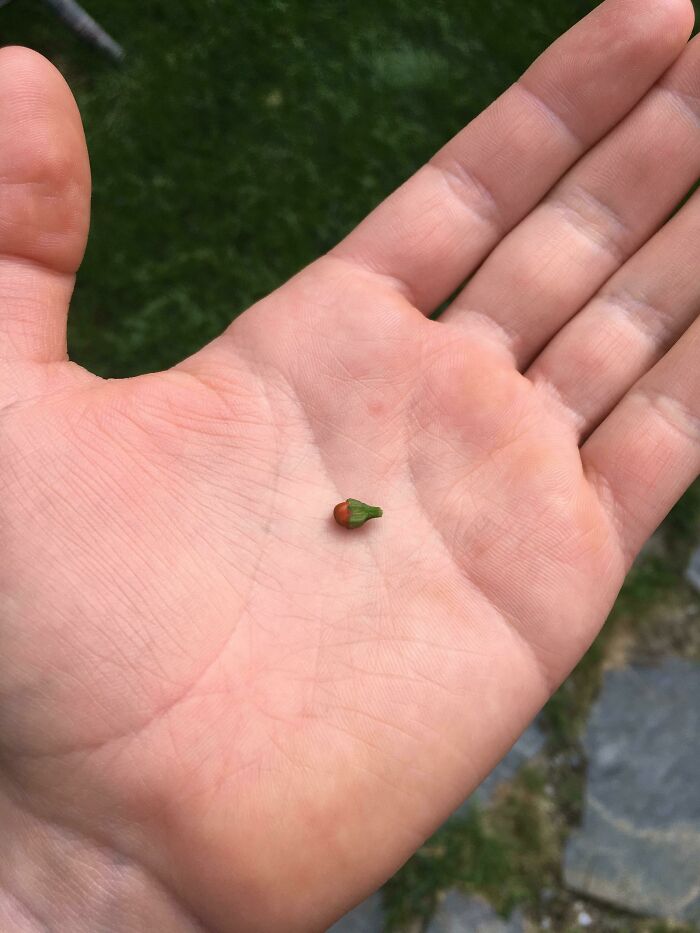 This Thai Chilli Shall Flavour My Dishes For The Next Eon