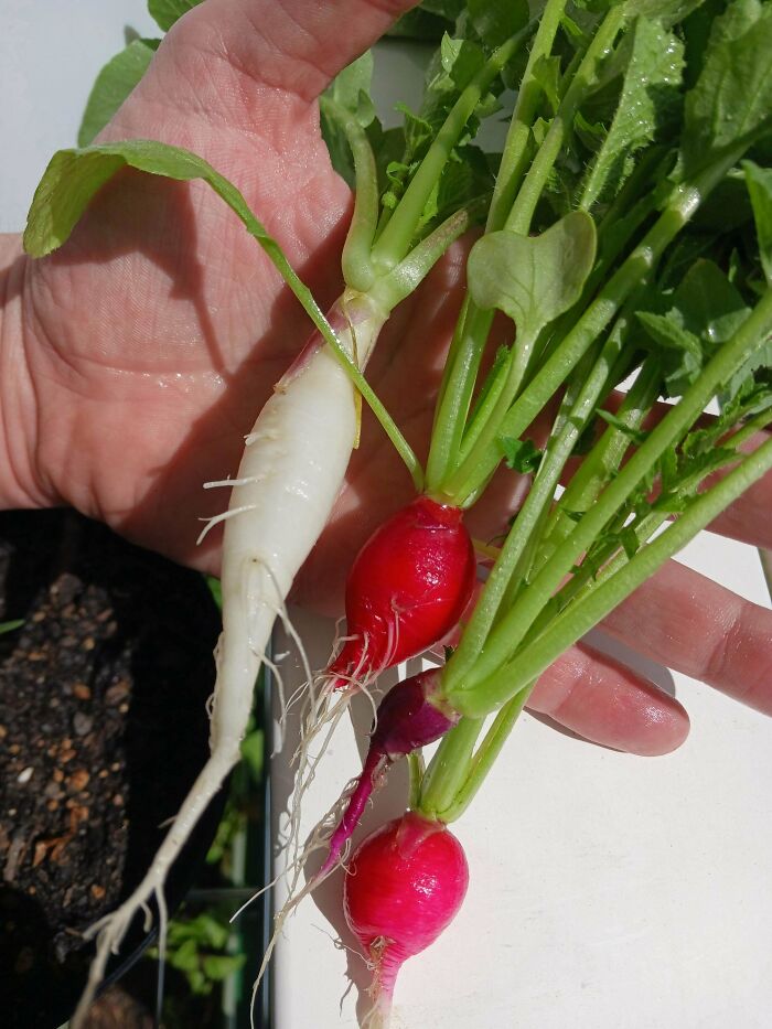 Apartment Balcony Radishes. Rad!