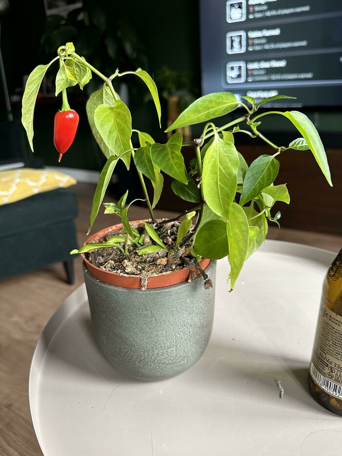 Behold! The Jalapeño Bonsai!