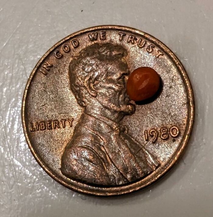 Last Chile Pequin Of 2022 (3 Mm X 4 Mm)