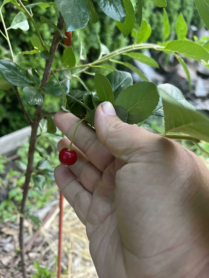 The Hard Part Is Deciding If I Should Make Pie Or Sauce?