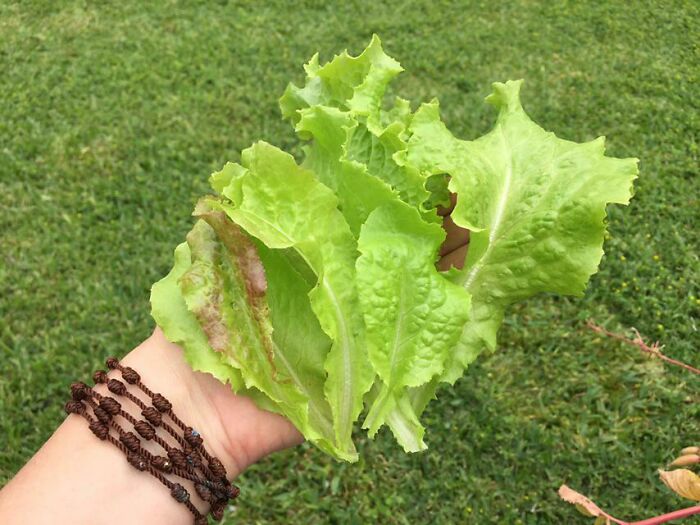 Okay, I’m Not Going To Lie. I Like Boasting. My Lettuce Harvest: