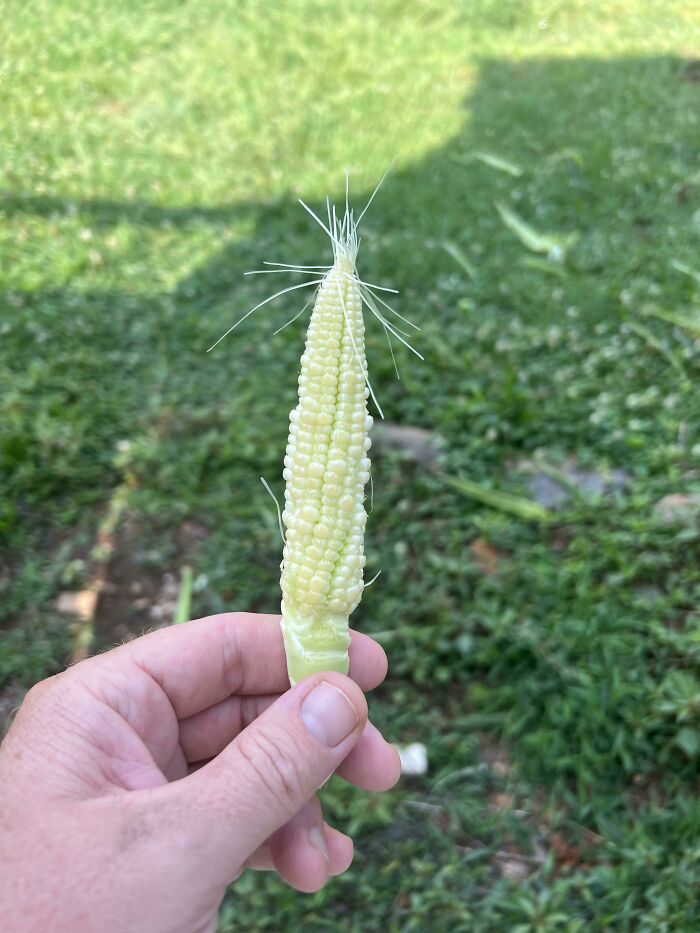 It’s Got The Juice