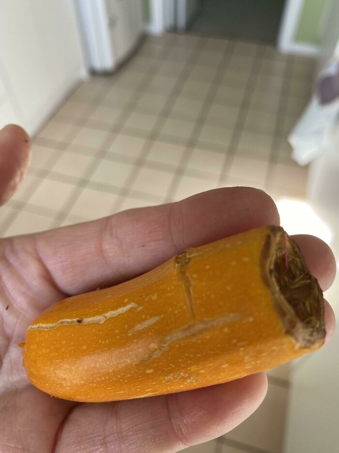 Behold My Almost Mighty Zucchini! This Beast Fed Most Of The Possums In The Area And Many, Many Snails. If I Had A Pan Big Enough I Could Make An Enormous Ratatouille For All The Neighbourhood To Feast On. Happy Days