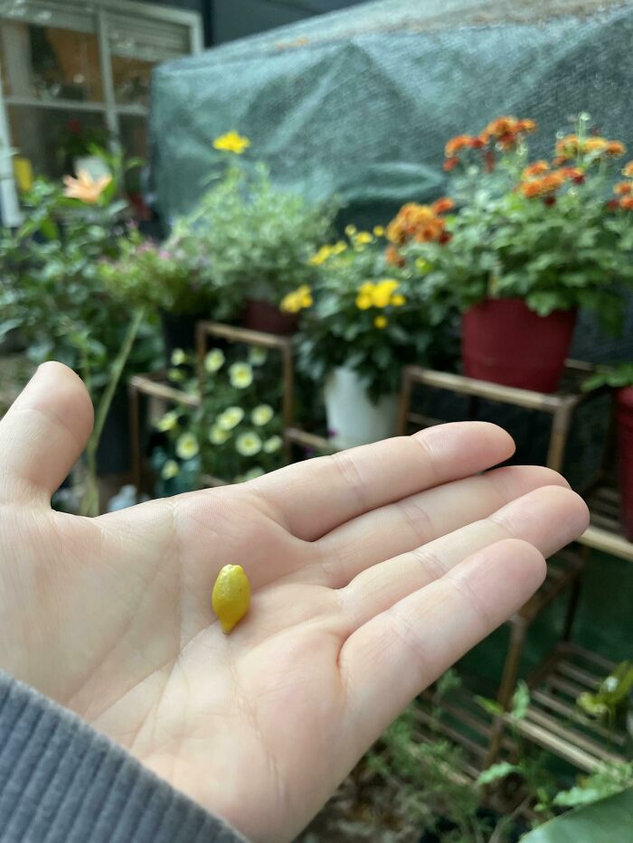 Does Anyone Want A Lemonade