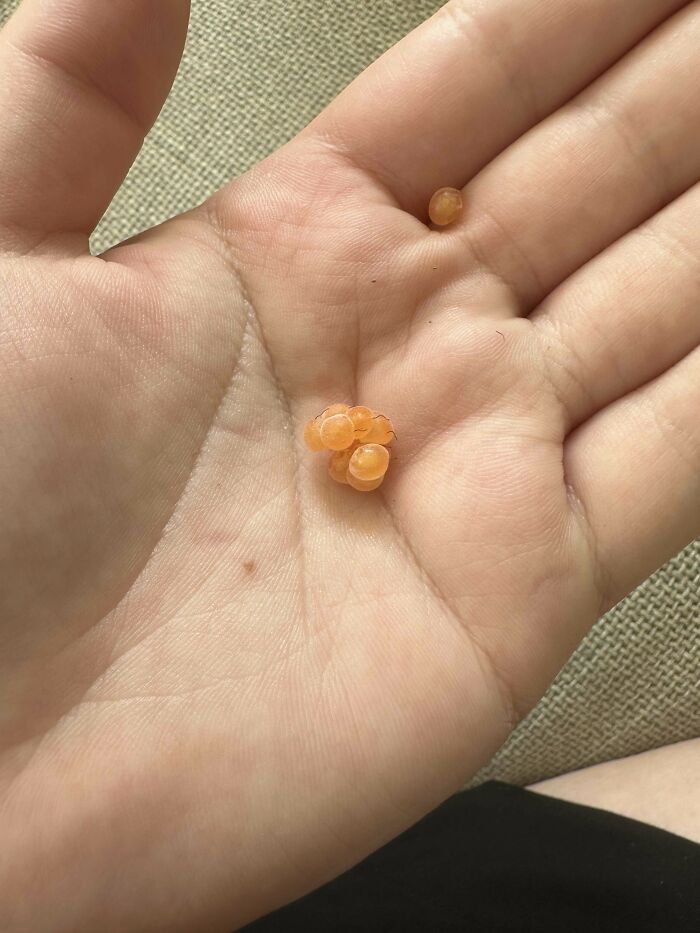 My Giant Yellow Raspberry