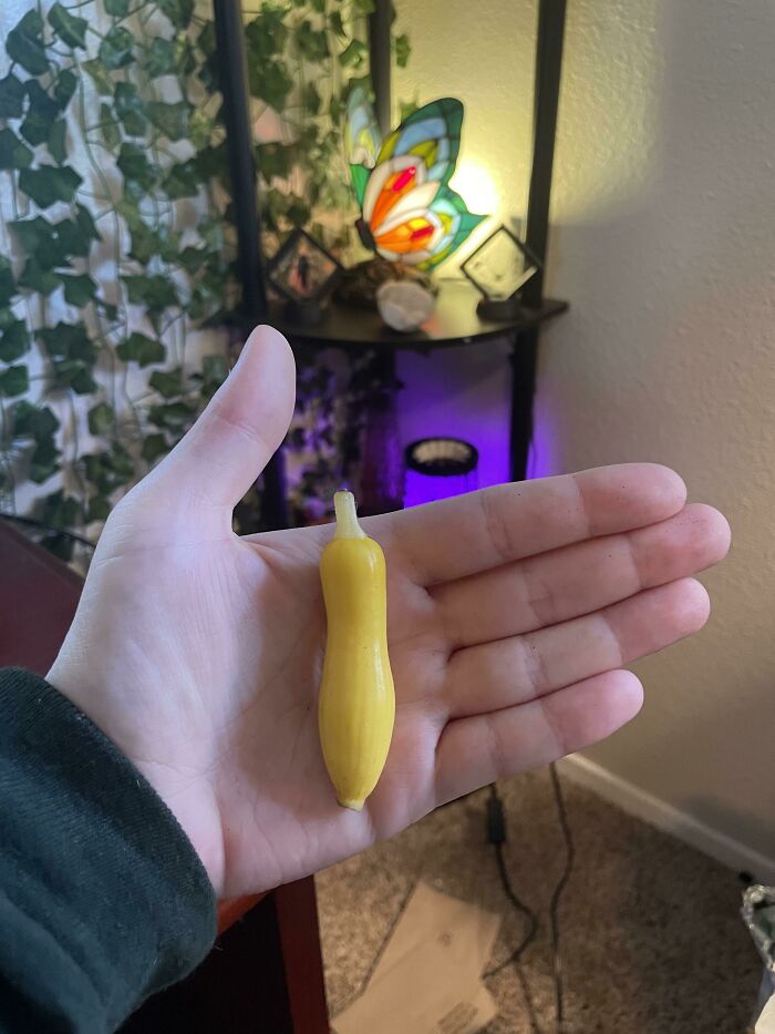 My First Harvest! Get Ready To Feast