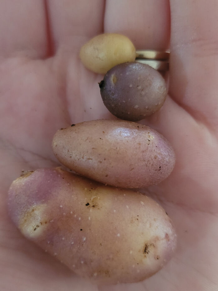 Bumper Crop! Each One Bigger Than The Last!