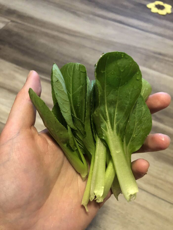 Three-Months Harvest Of Pak Choy