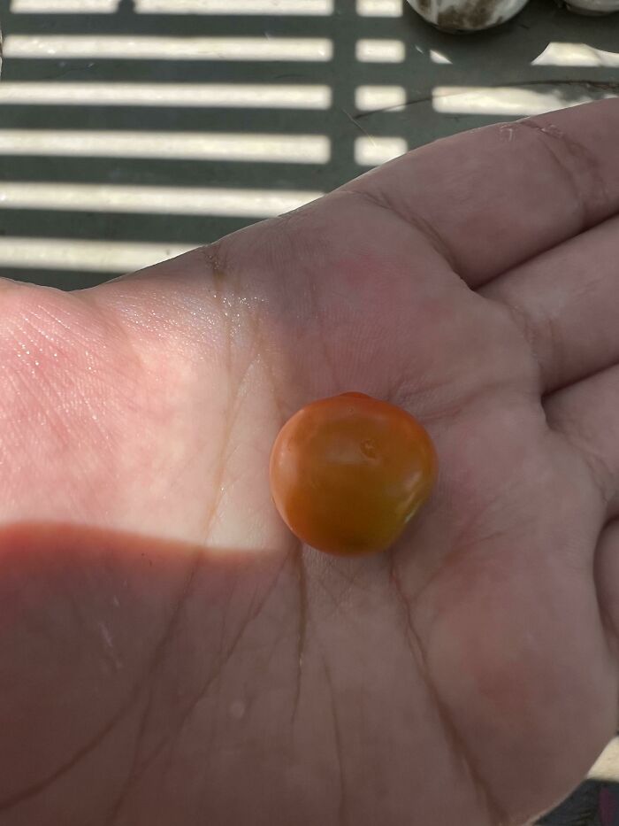 My God We Will Have Enough Ketchup For The Whole Sub! 