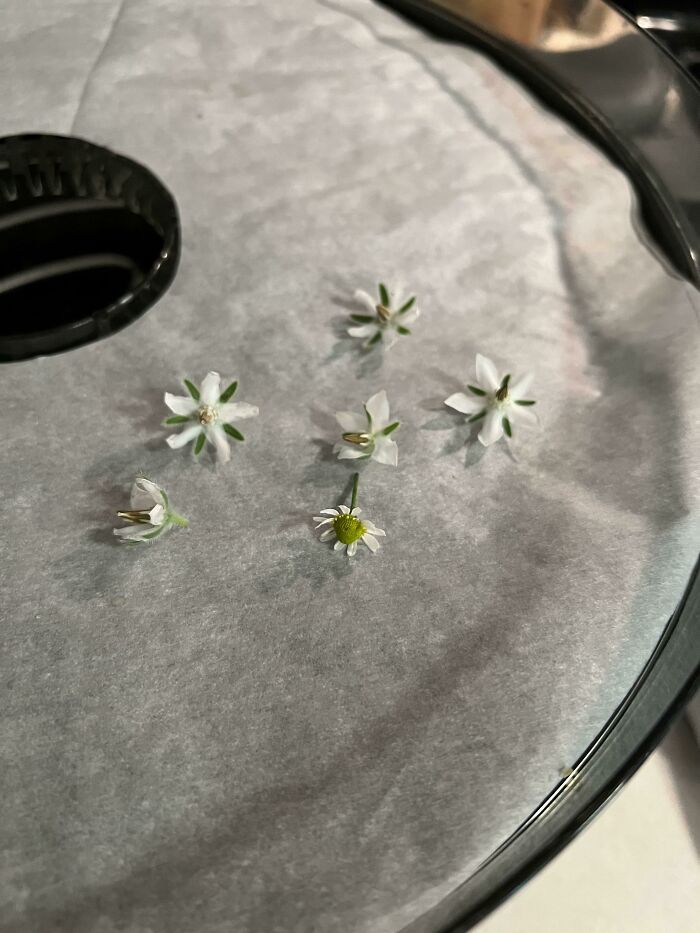 I’m Going To Have Tea For Years