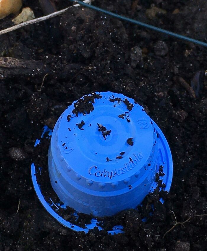 After 9 Months Buried In A Plant Pot My Compostable Coffee Capsule Looks Unchanged