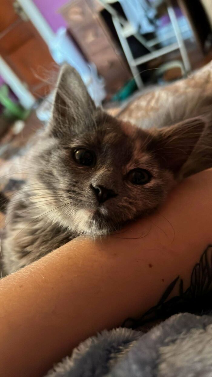 My New Baby Tofu 💜