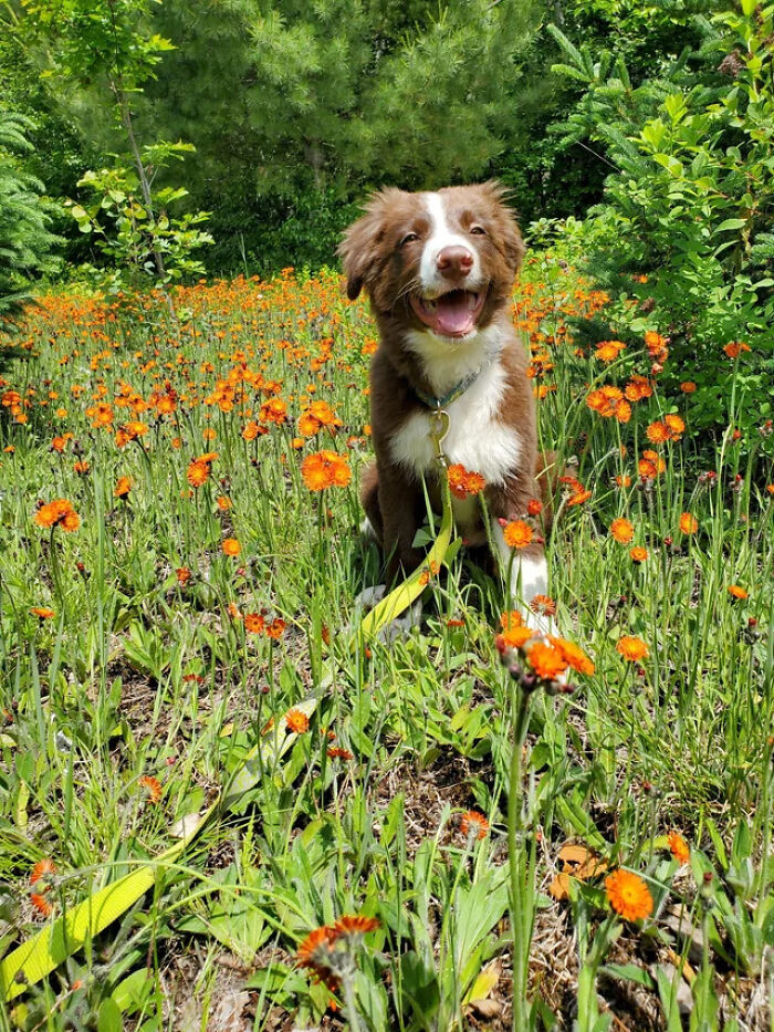 We Added A Family Member To The Homestead! Hopefully He'll Keep The Turkeys Out Of Our Garden