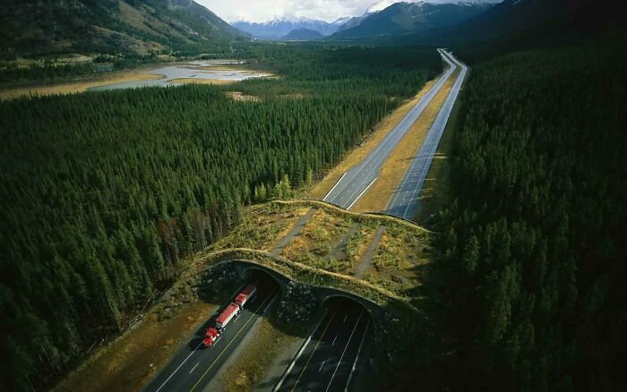 Wildlife Crossing In Banff National Park, Canada
