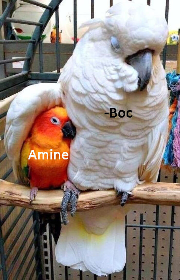 Parrot meme creatively illustrating Boc protecting an amine, symbolizing a chemistry joke.