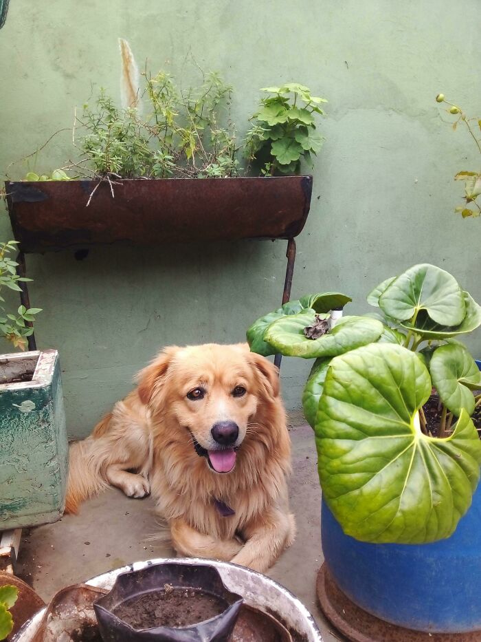 I Just Adopted Him, What Name Can I Give Him?