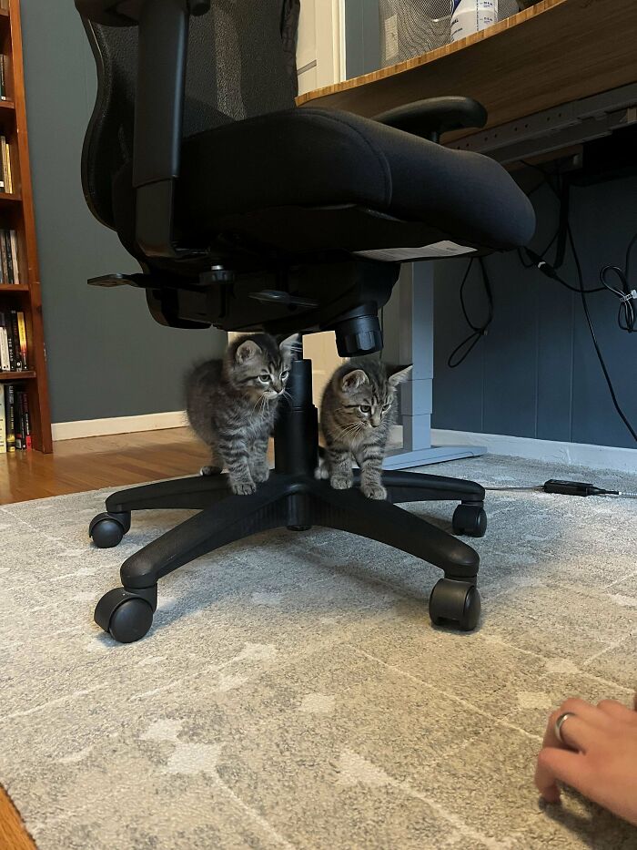 Just Adopted These Wild Boys And Struggling To Name Them. Any Suggestions?