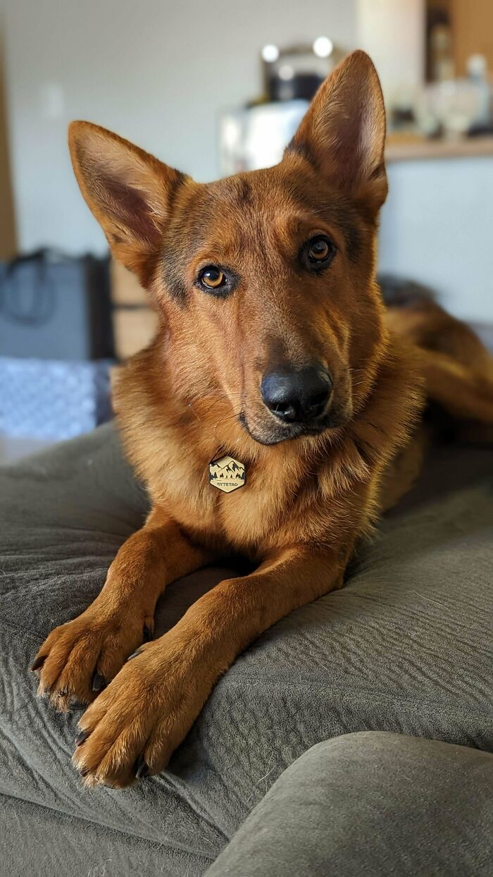 Adopted My Sweet Kendall From Animal Control Last Week