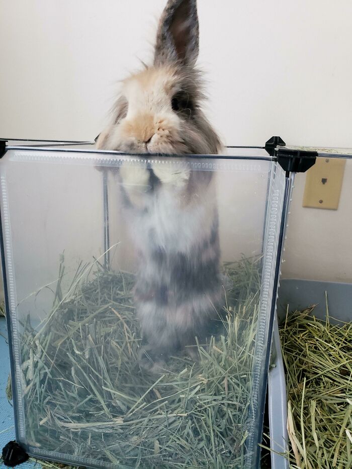 Woke Up To Marlow Stuck In His Hay Feeder