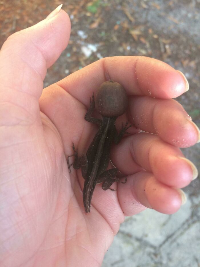 This Dummy Got His Head Stuck In An Acorn (I Removed It)