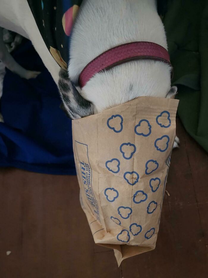 I Found My Dog Stuck Like This After She Stole The Popcorn Bag Out Of The Trash