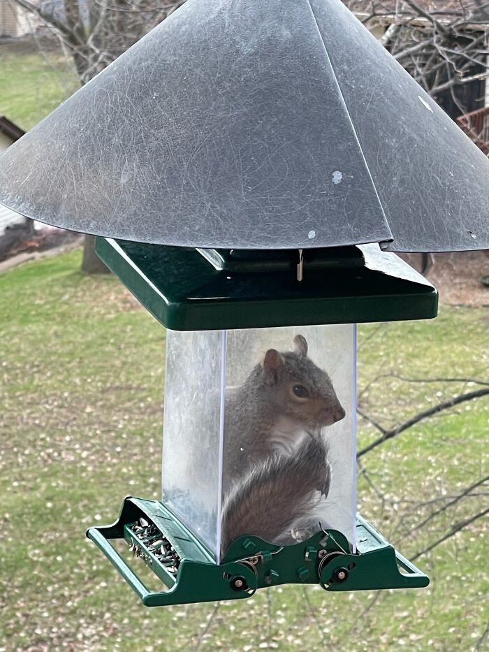 So, My Dad Recently Got A New Squirrel-Proof Bird Feeder