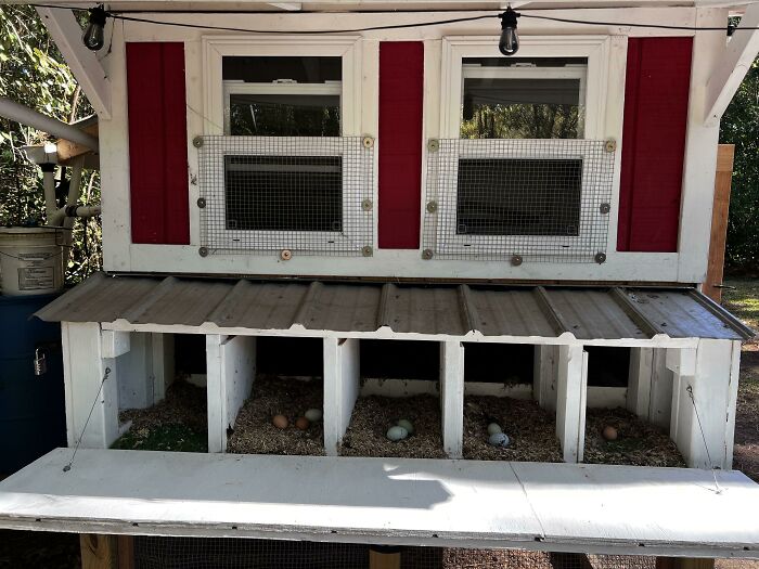 I Have 15 Hens. Five Nesting Boxes. They Are Using Four Of Them. Is This Some Sort Of Miracle? Should I Go Buy A Lottery Ticket?