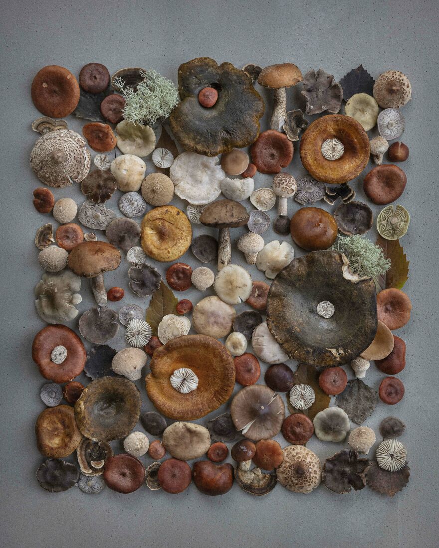 Celebrating Nature's Masterpiece: Stunning Mushroom Flatlays Curated Straight From The Woods By Moritz Schmid