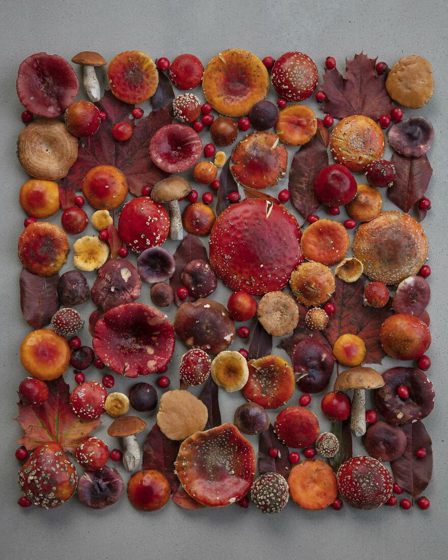 Celebrating Nature's Masterpiece: Stunning Mushroom Flatlays Curated Straight From The Woods By Moritz Schmid