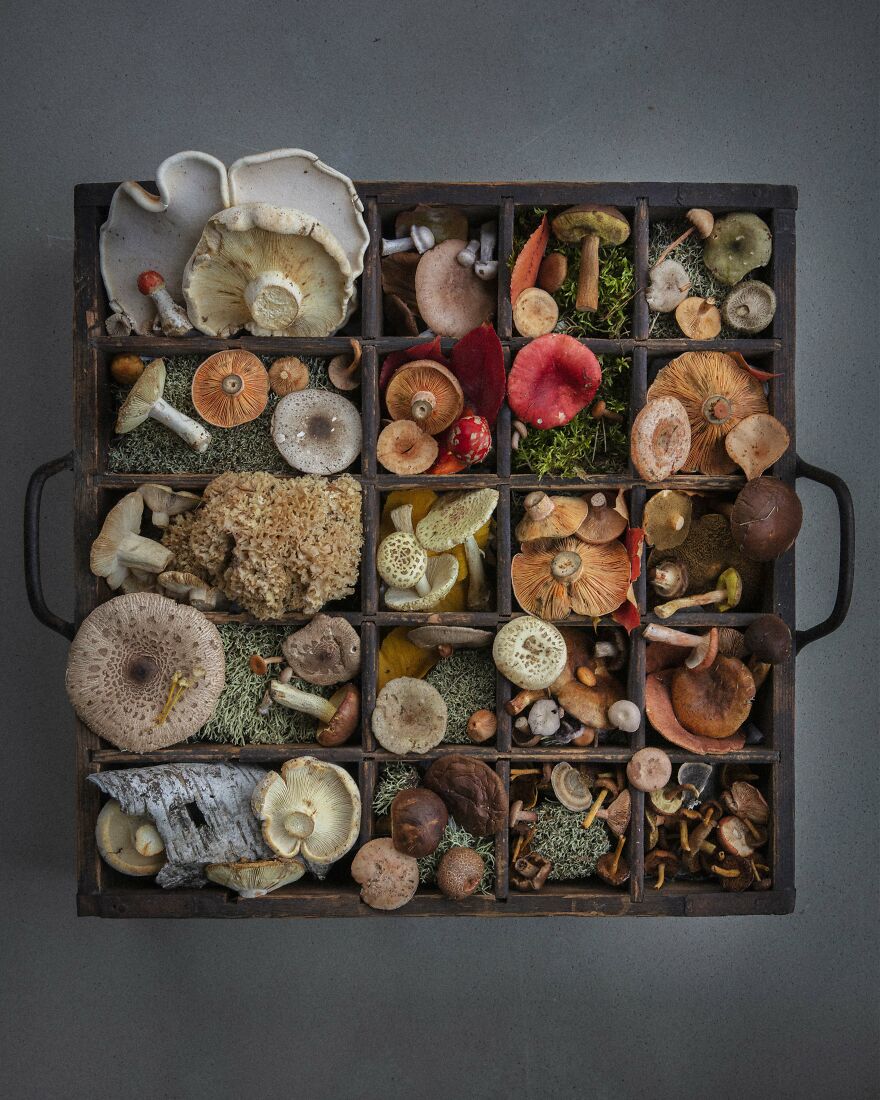 Celebrating Nature's Masterpiece: Stunning Mushroom Flatlays Curated Straight From The Woods By Moritz Schmid