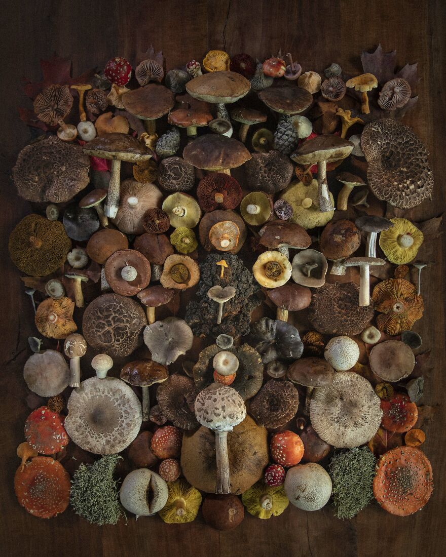Celebrating Nature's Masterpiece: Stunning Mushroom Flatlays Curated Straight From The Woods By Moritz Schmid