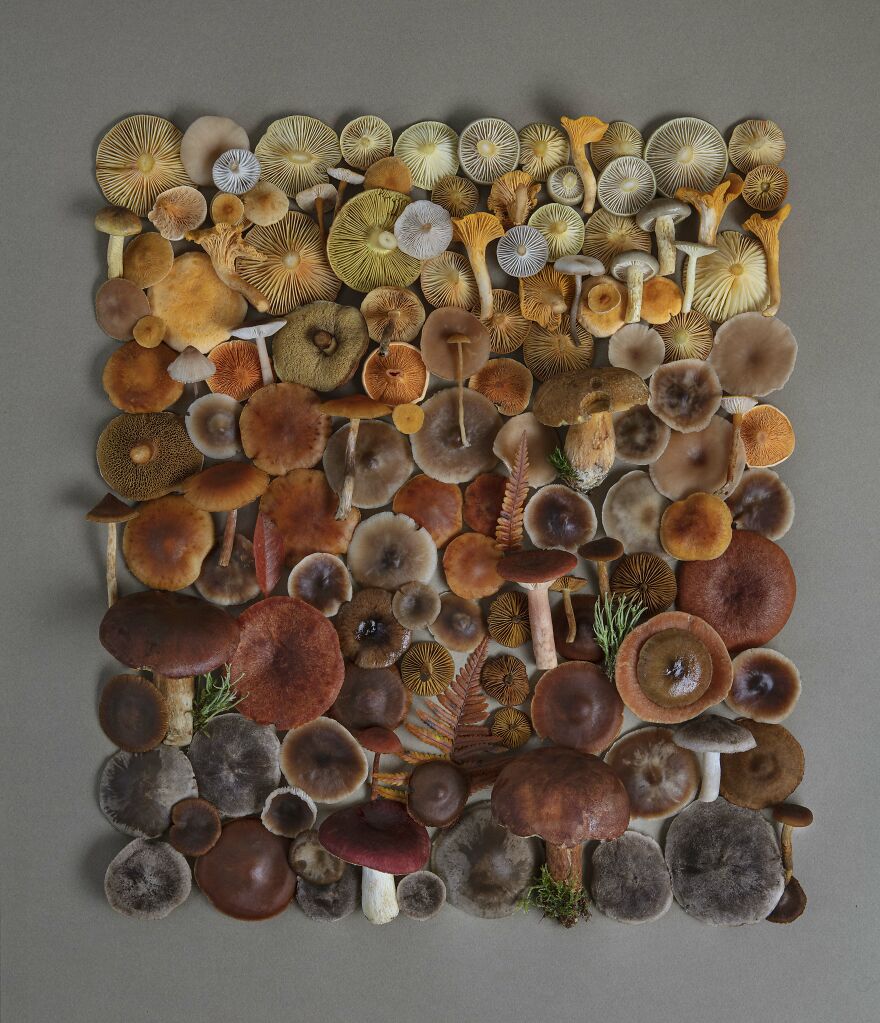 Celebrating Nature's Masterpiece: Stunning Mushroom Flatlays Curated Straight From The Woods By Moritz Schmid