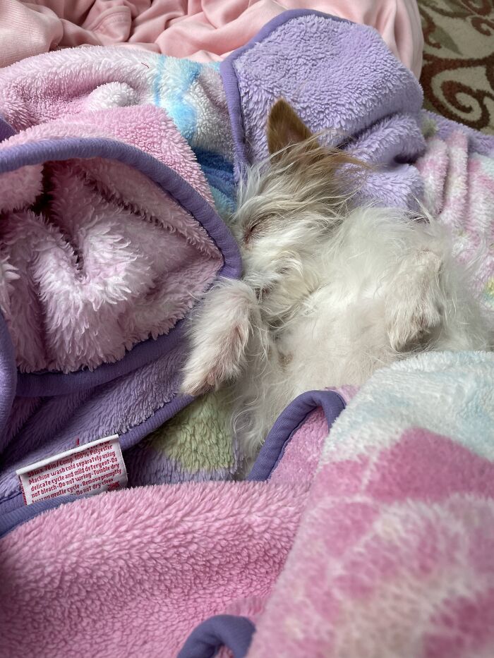 My Rescue Baby Living The Good Life