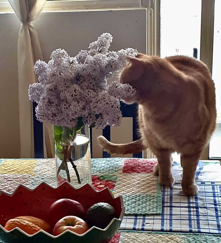 Simba And Lucky Our Beloved Cats