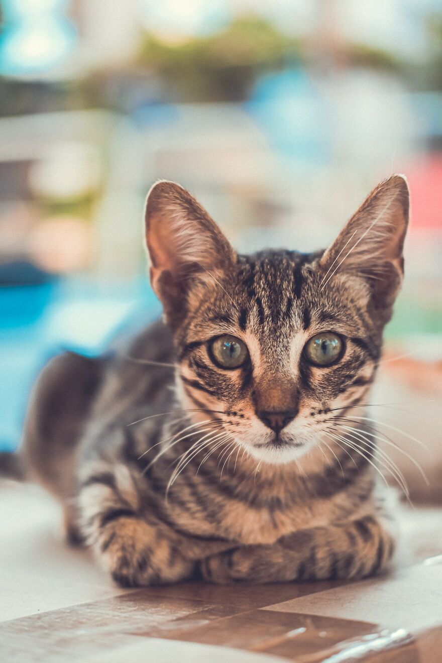 I Took Photos Of Stray Cats In Limassol, Cyprus (17 Pics)