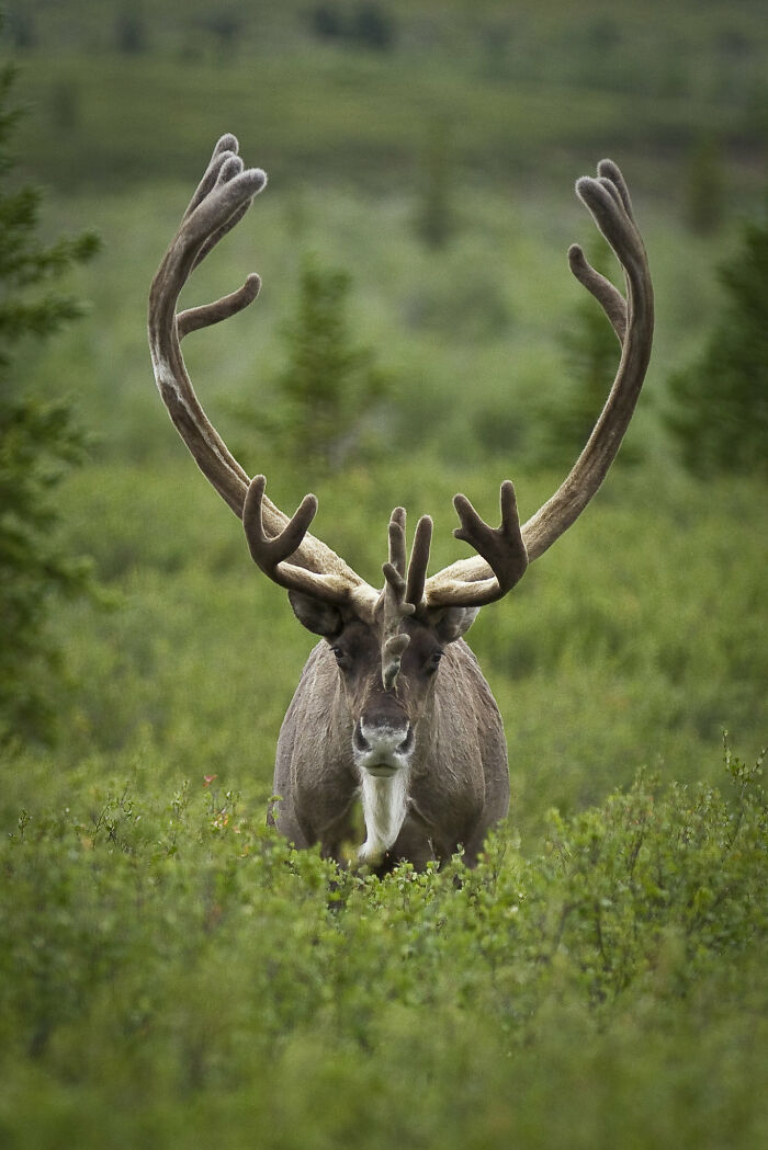 Close-up of a caribou with large antlers in dense green foliage illustrating disturbing experiences exploring the great outdoors.