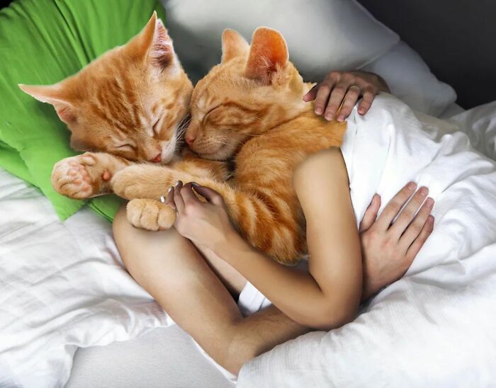 An Artist Creates Photo Collages With Cats And They're Weirdly Purrrfect (29 Pics)