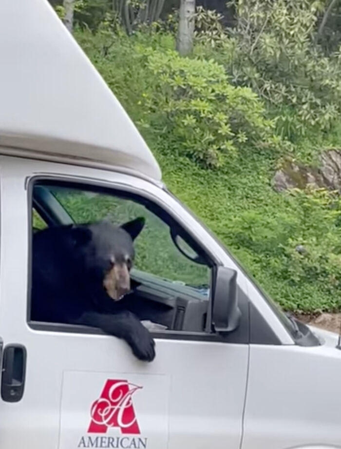 &lsquo;New Employee&rsquo; Black Bear Leaves Staff Hungry After Helping Himself To Their Lunch