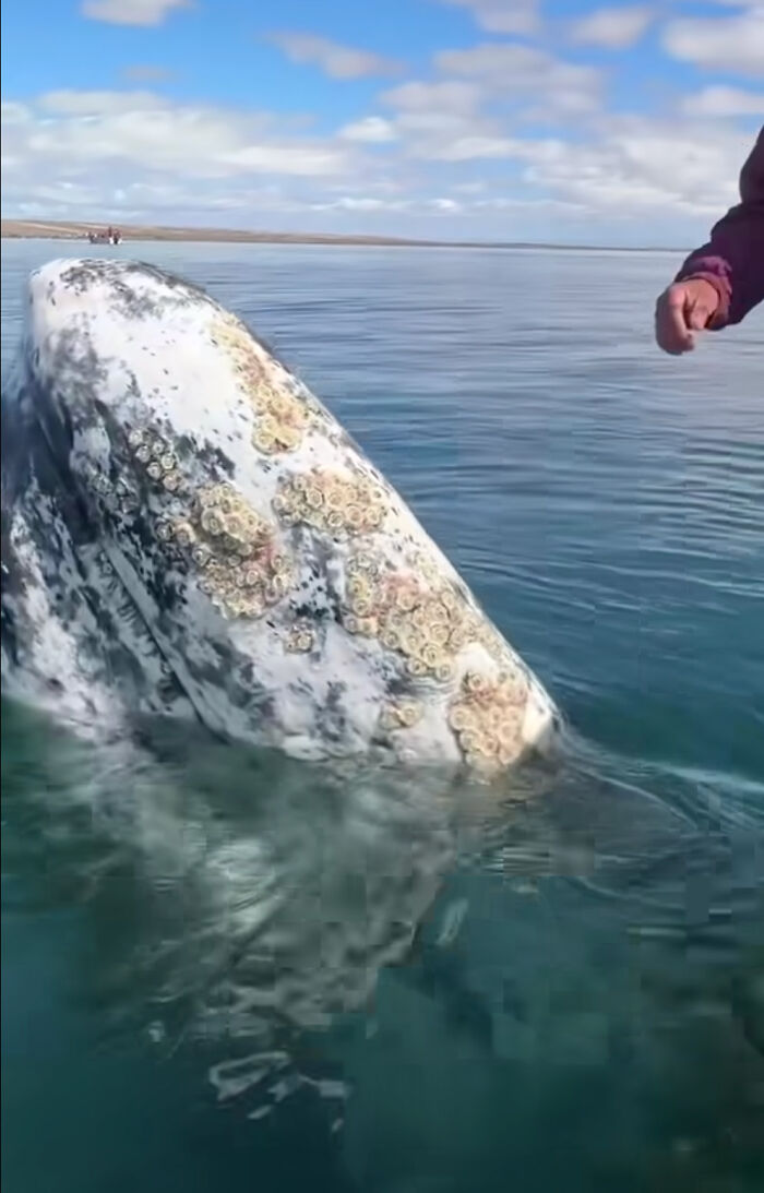 Incredible Moment As Whale Swims Up To Captain And Makes An Unusual Request Caught On Video