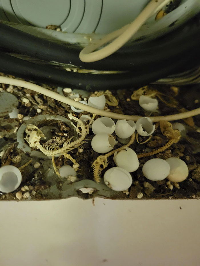 Opened The Breaker Box In My Shed To Find This