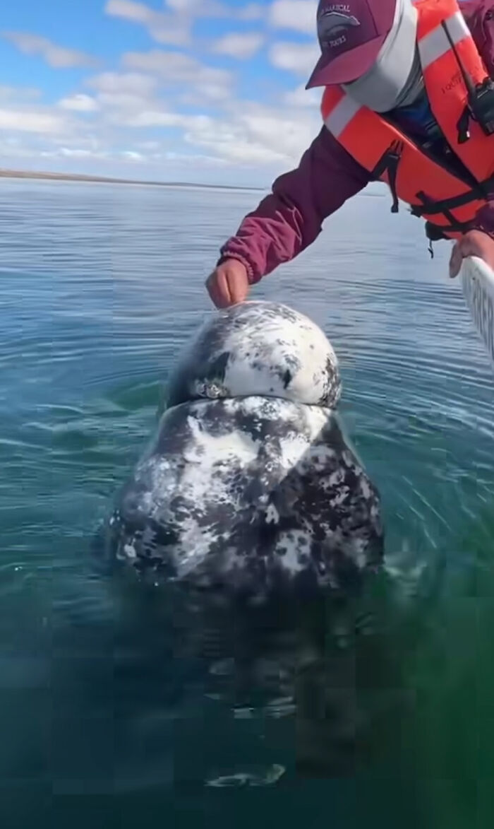 Incredible Moment As Whale Swims Up To Captain And Makes An Unusual Request Caught On Video
