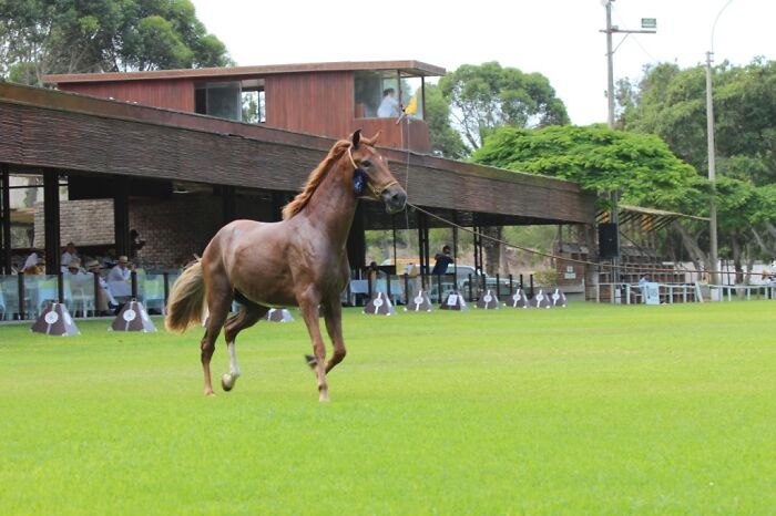 I Took Photos Of Caballo De Paso Peruano