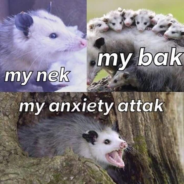 13 Possum Memes For My Mentally Dying Besties