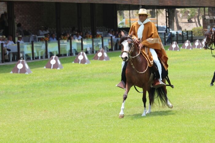 I Took Photos Of Caballo De Paso Peruano