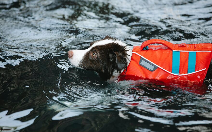 A Dog's Aquatic Adventure: Safety And Joy In The Water