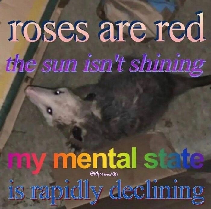 13 Possum Memes For My Mentally Dying Besties